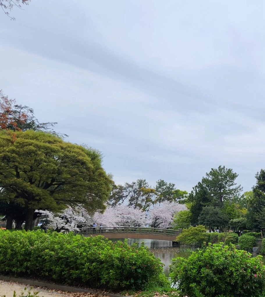 名城公園 桜 橋 お花見 名古屋城 名古屋市