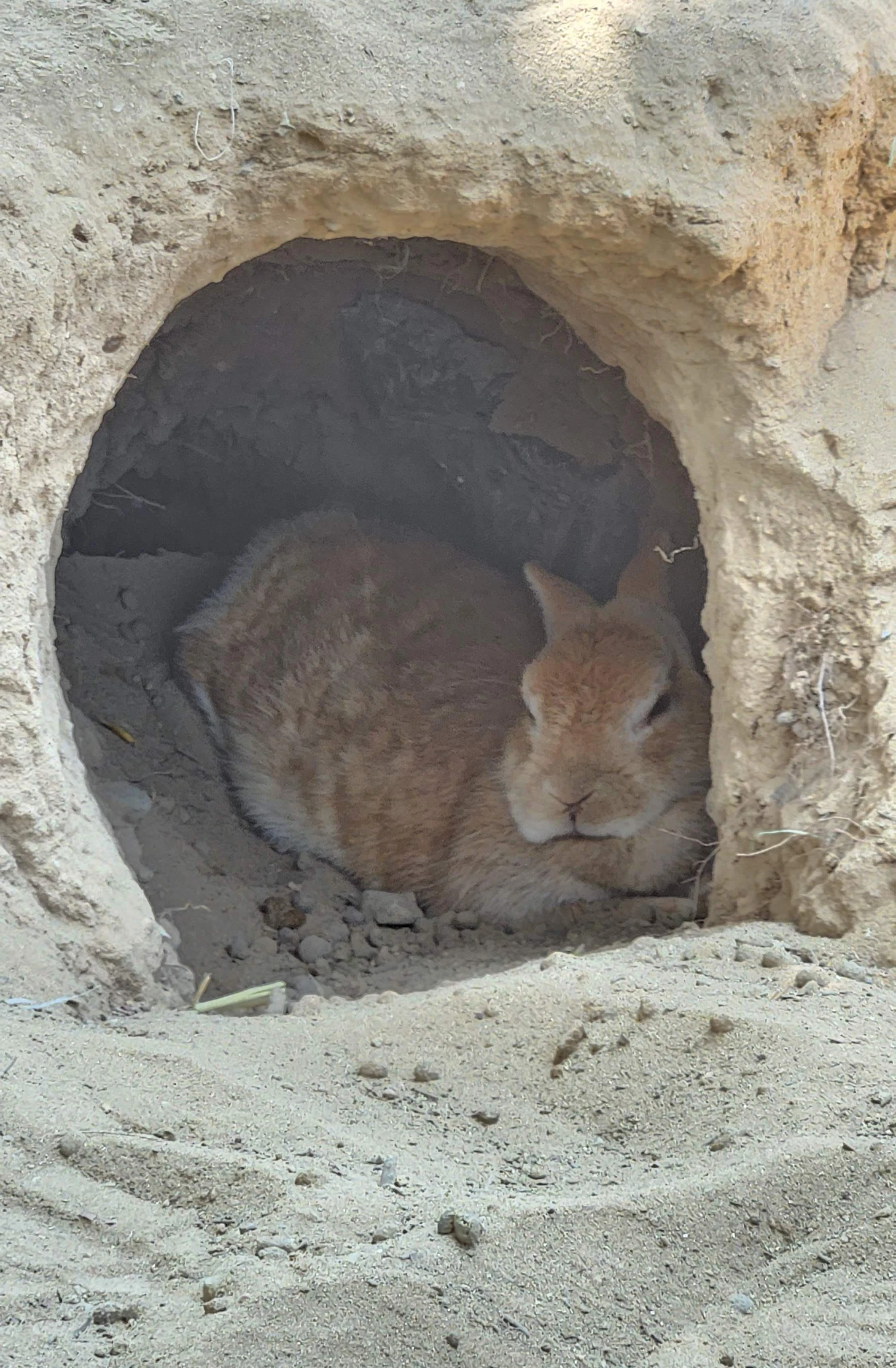 月うさぎの里 穴掘り 