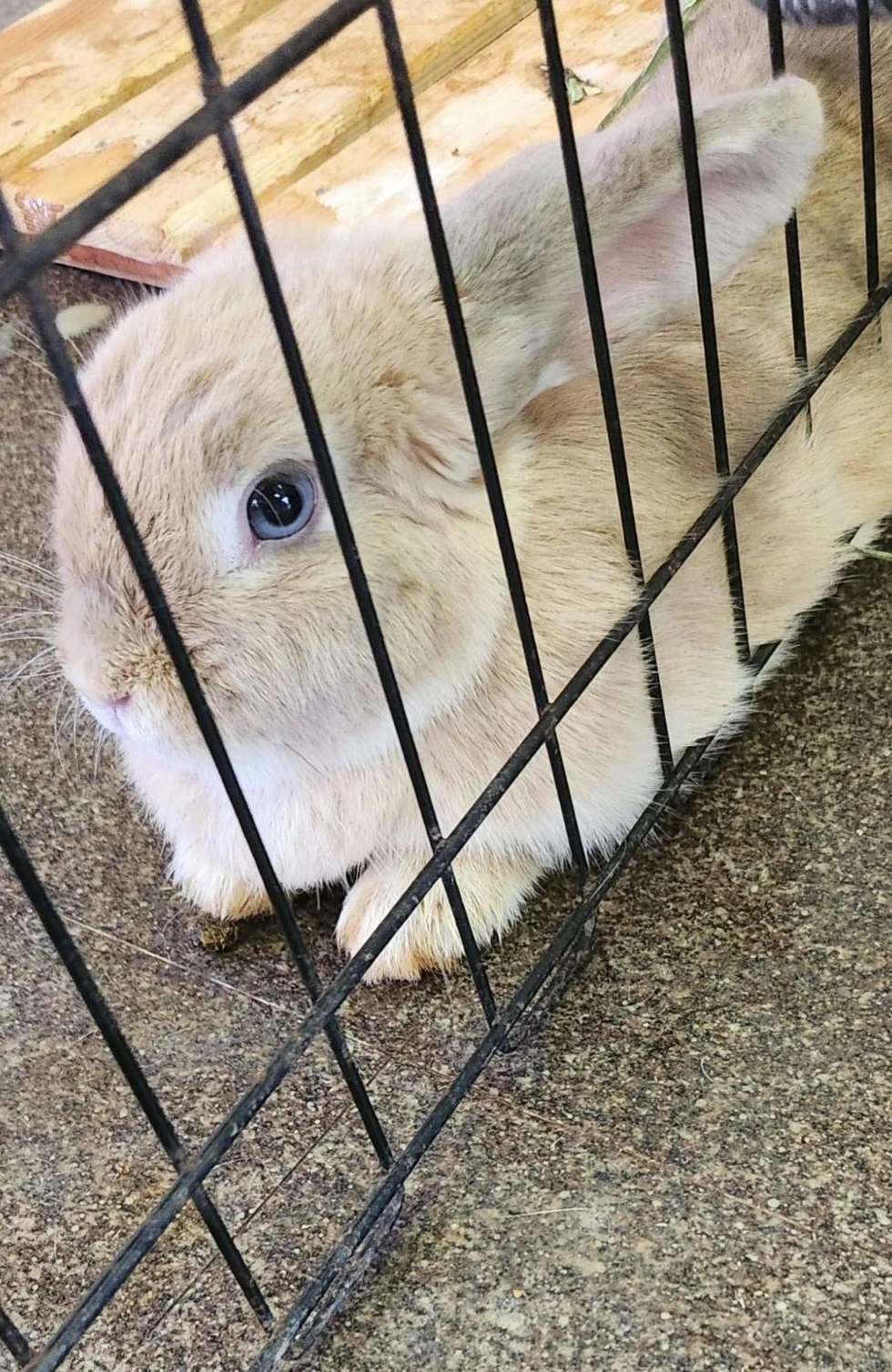 月うさぎの里 ロップ 垂れ耳のうさぎ