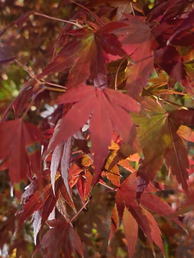 紅葉 赤 名古屋 白鳥庭園 ライトアップ 日本庭園