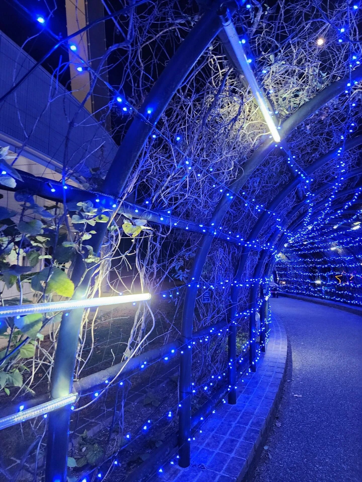 流れ星のトンネル 一宮市 青 クリスマス イルミネーション