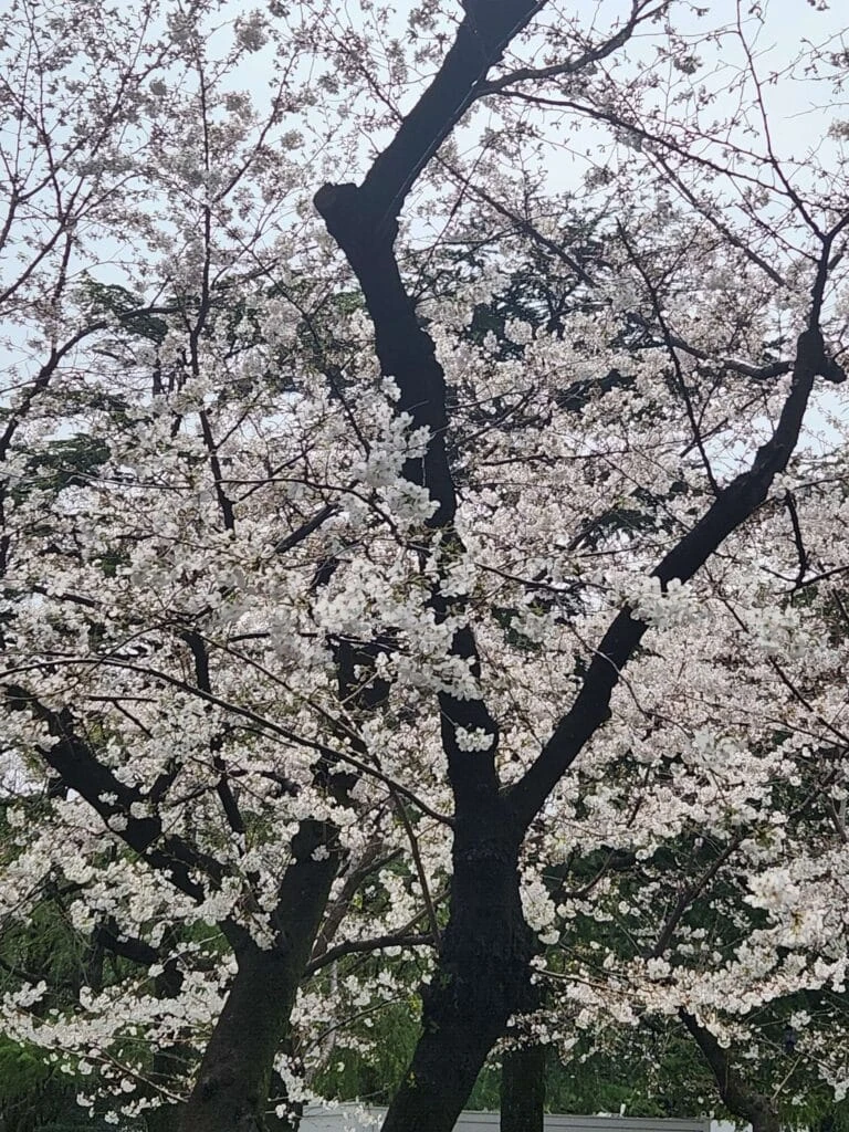 鶴舞公園 桜