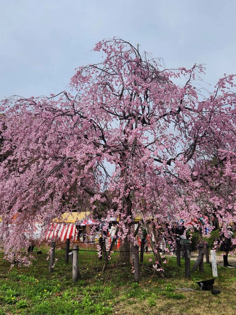 鶴舞公園 しだれ桜