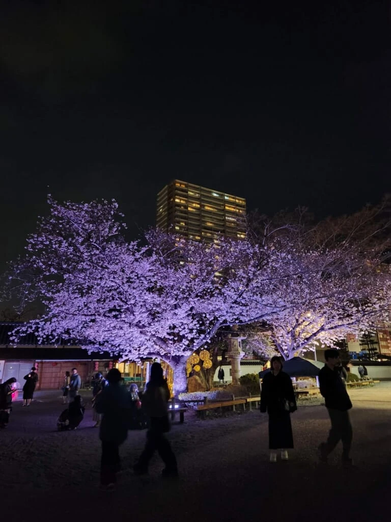 岡崎城公園 桜まつり
