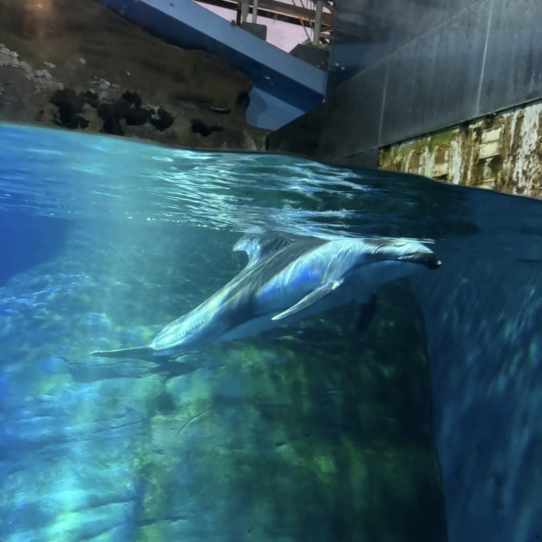 海遊館 イルカ