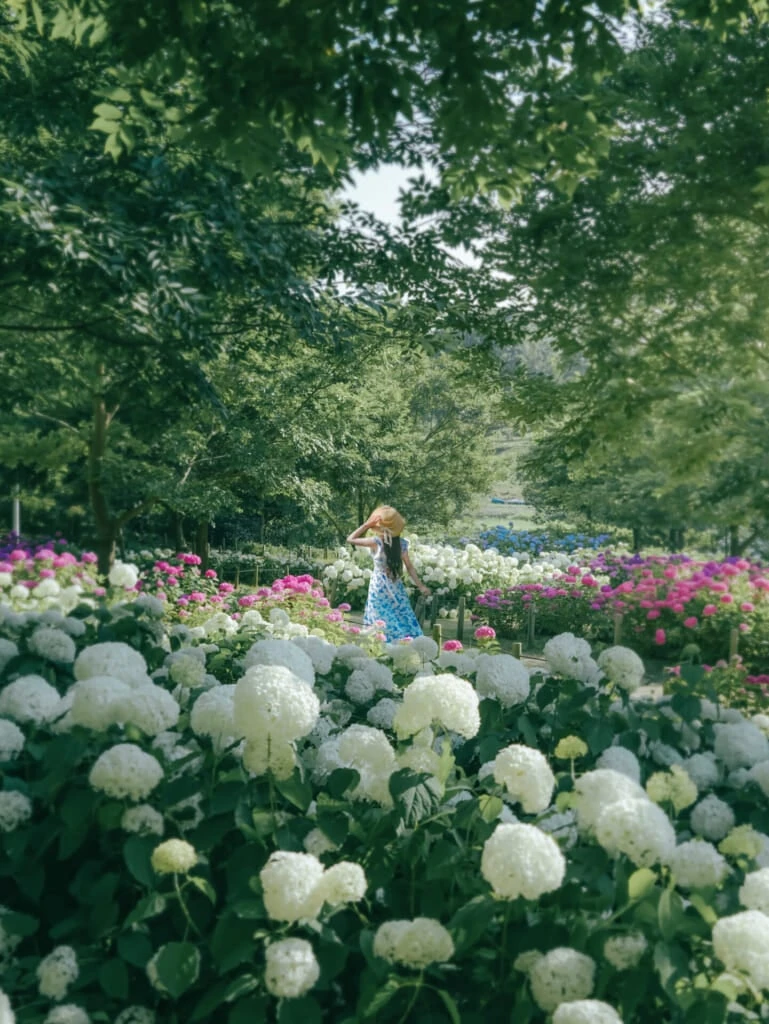紫陽花スポット 蜻蛉池公園