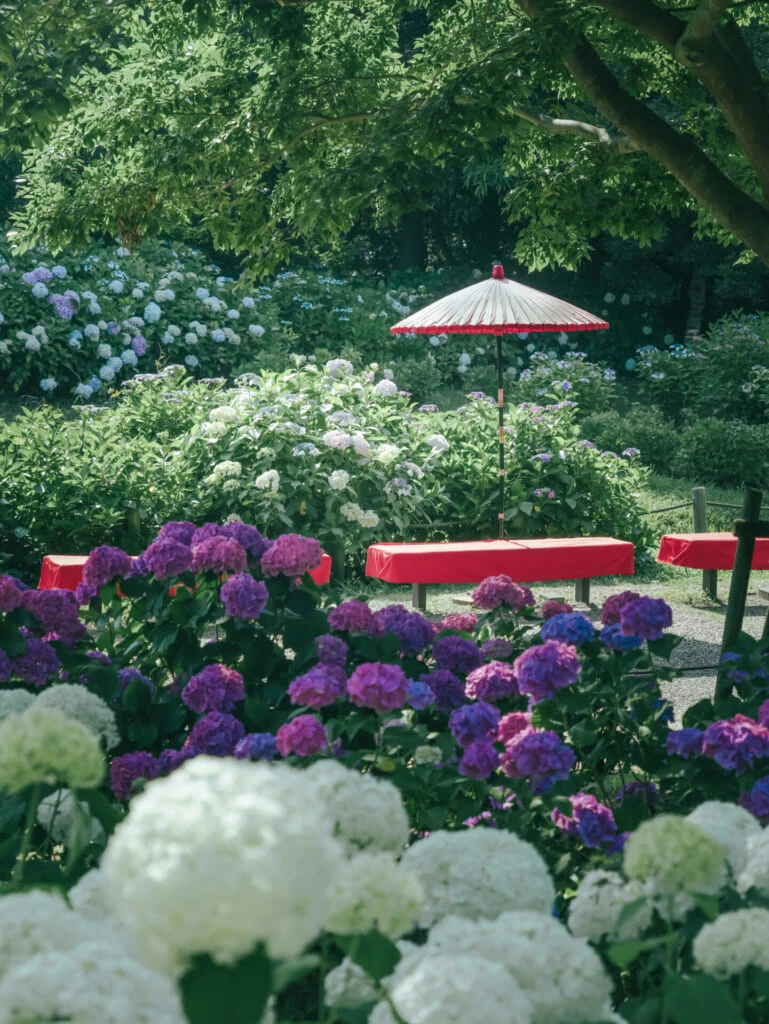 紫陽花スポット 蜻蛉池公園