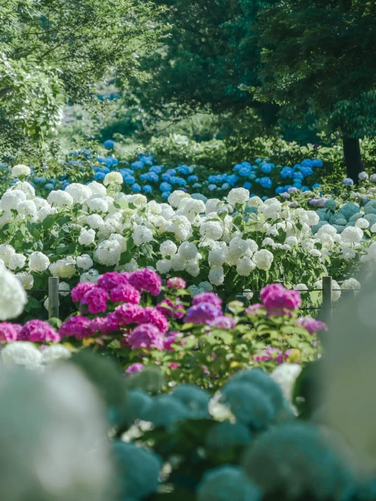 紫陽花スポット 蜻蛉池公園