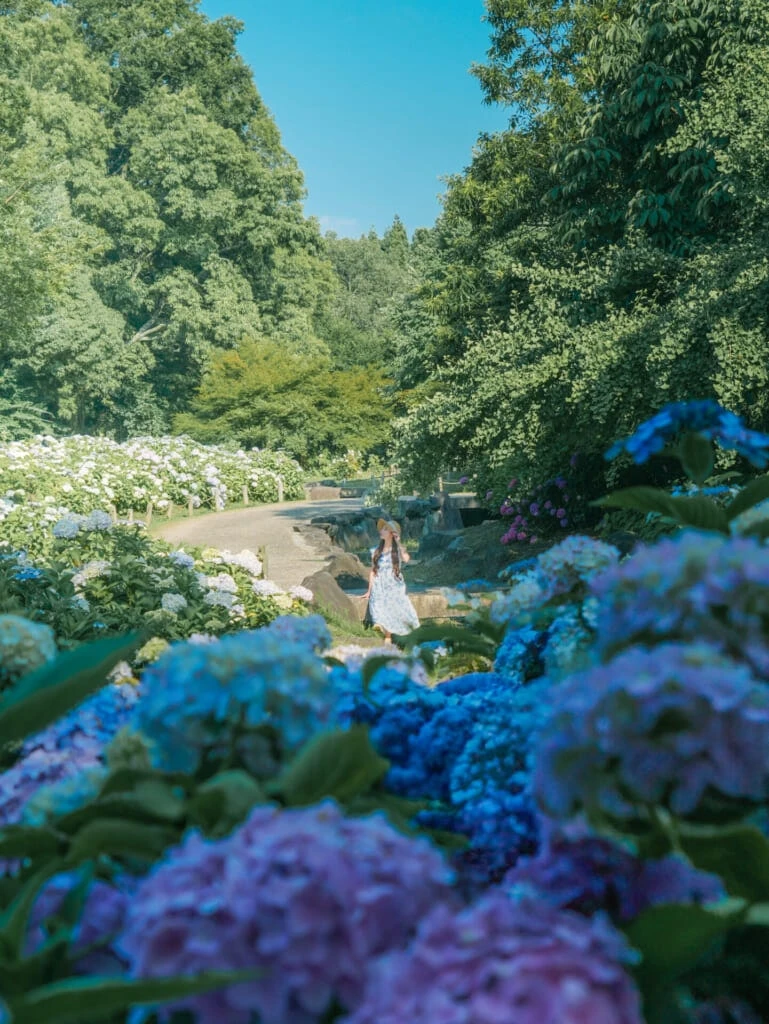 紫陽花スポット 蜻蛉池公園