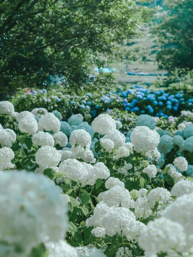 紫陽花スポット 蜻蛉池公園