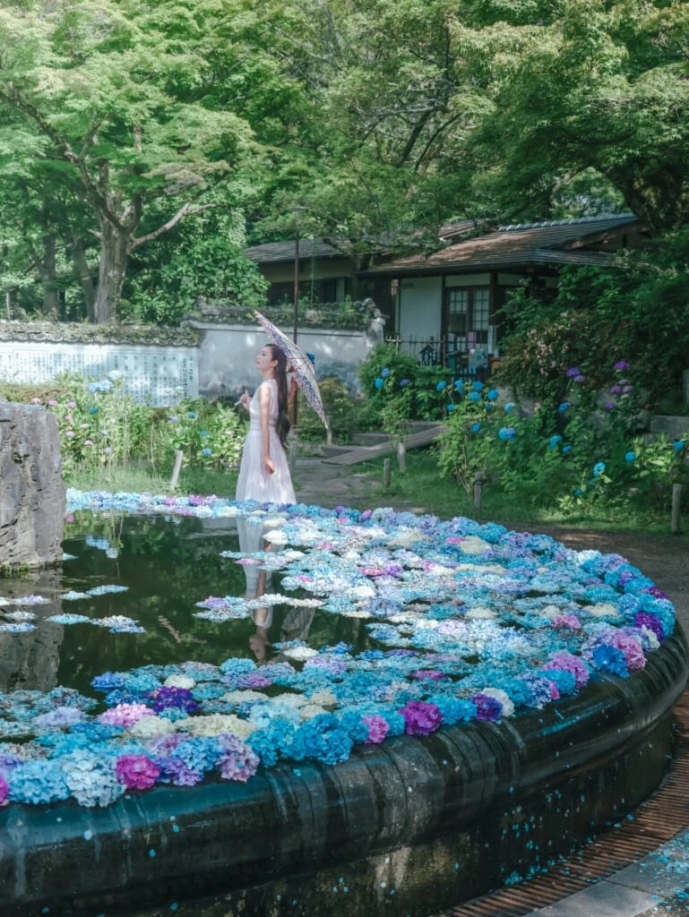 紫陽花スポット 久安寺