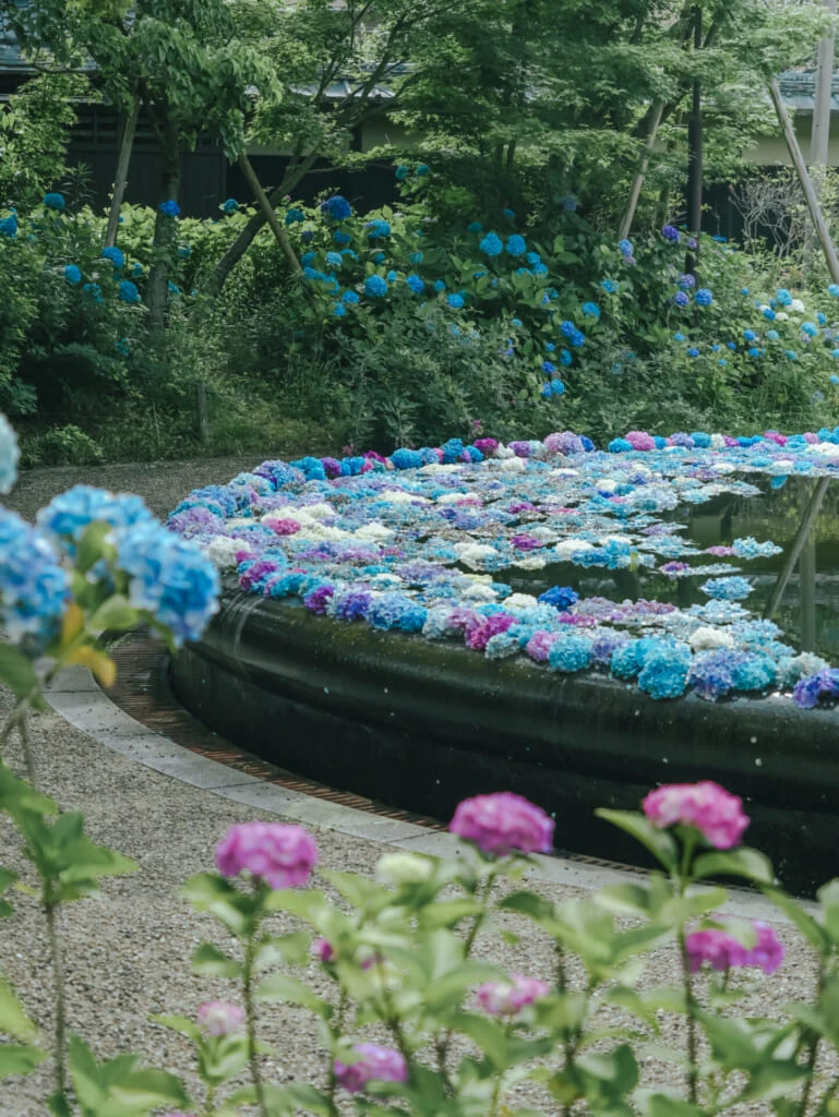 紫陽花スポット 久安寺