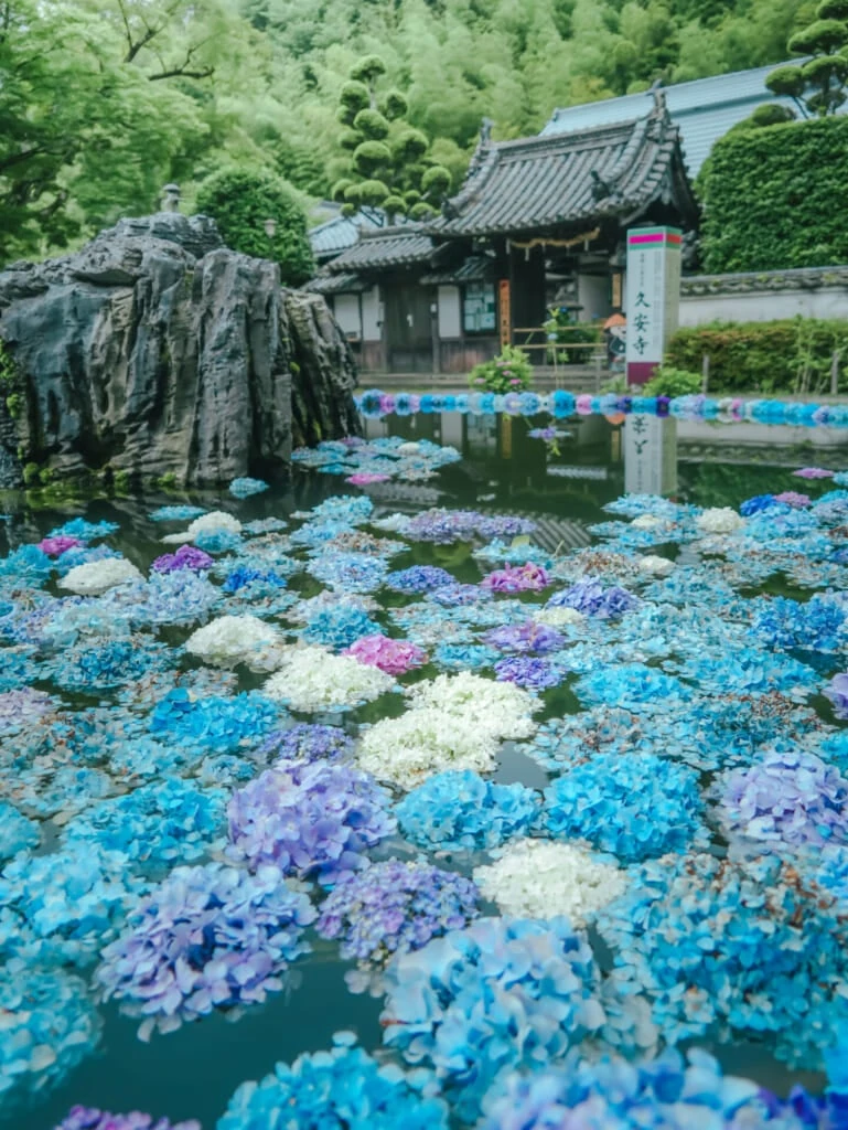 紫陽花スポット 久安寺