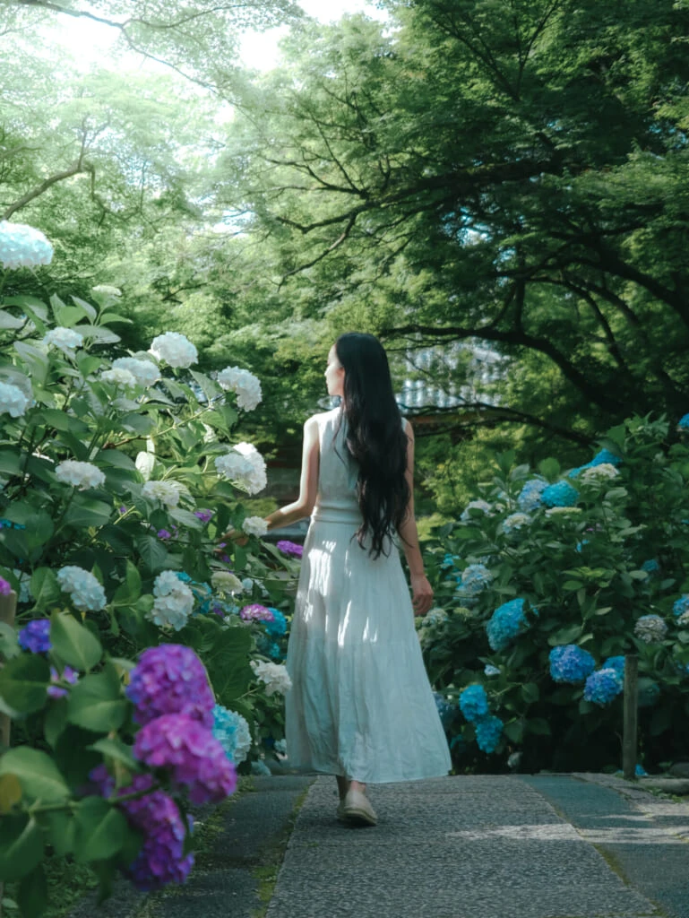 紫陽花スポット 久安寺