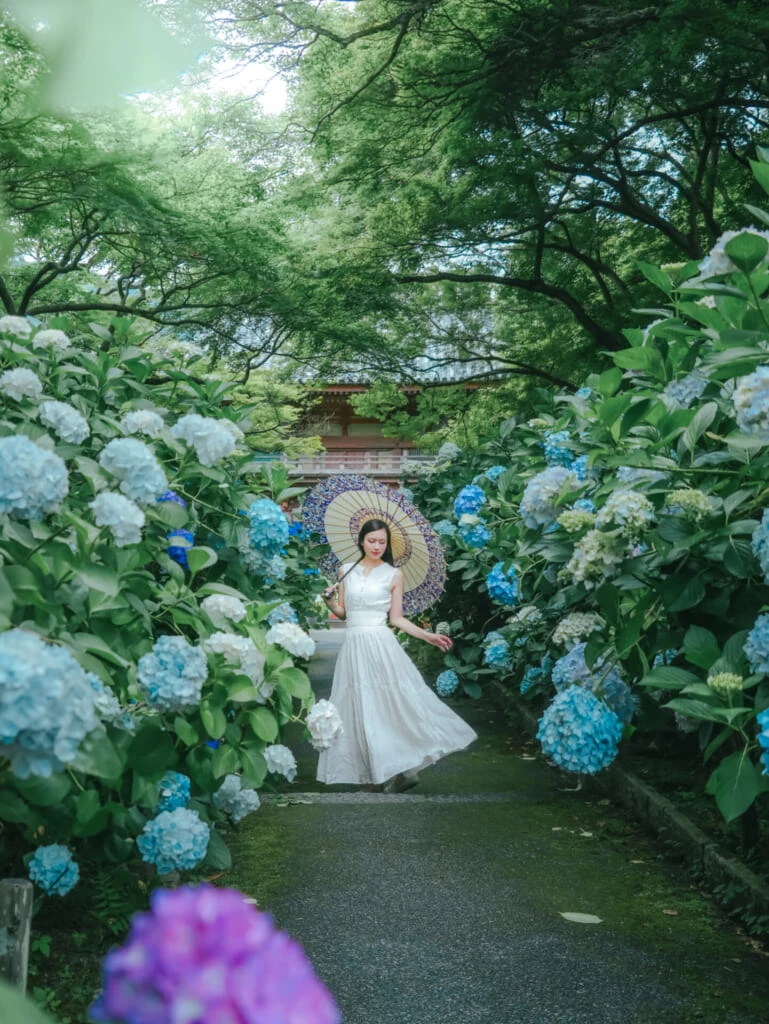 紫陽花スポット 久安寺