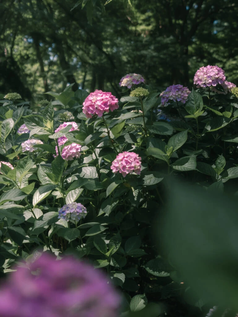 紫陽花スポット 長居植物園 紫陽花