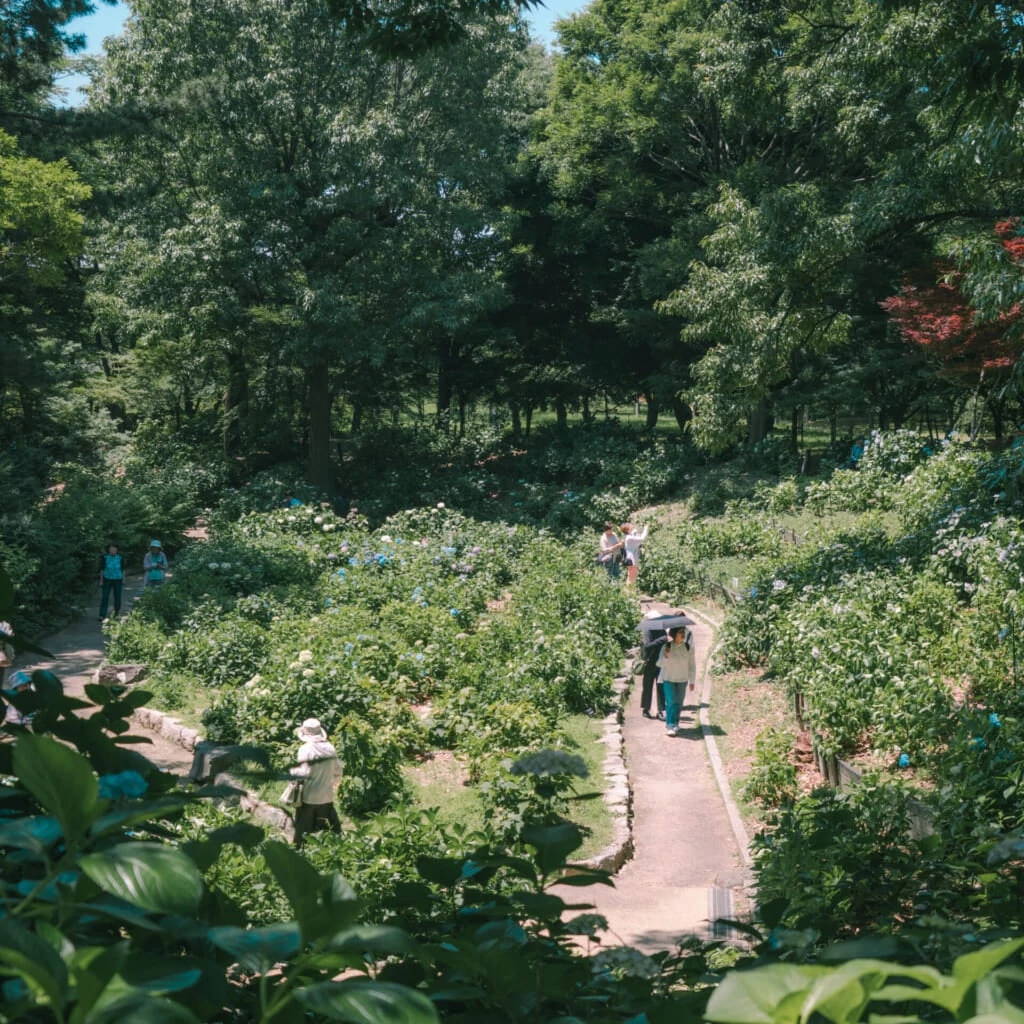 紫陽花スポット 長居植物園