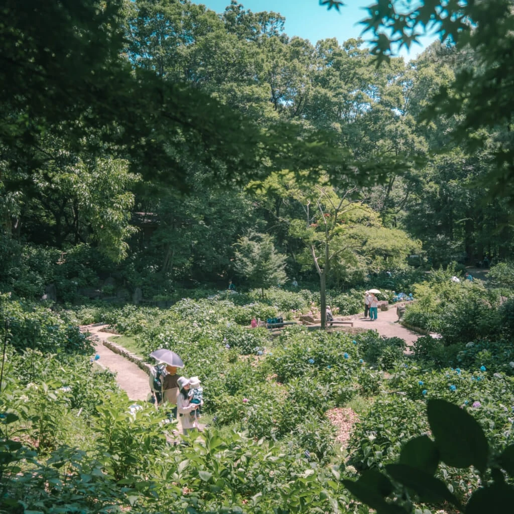 紫陽花スポット 長居植物園