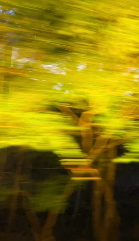 叡山電車で徐行運転されるもみじのトンネルの様子。葉というより、黄色い光が線のように見える。幹はかろうじて見える。