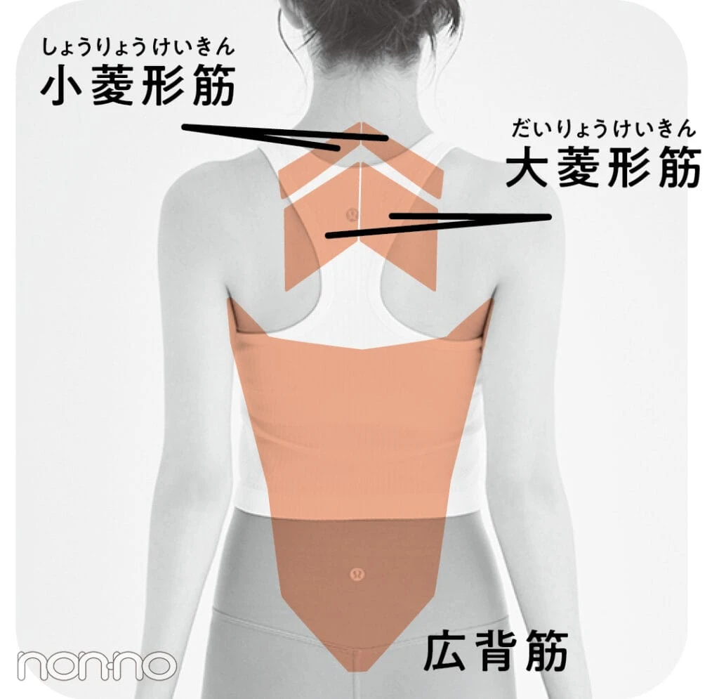 ⼩菱形筋、⼤菱形筋、広背筋