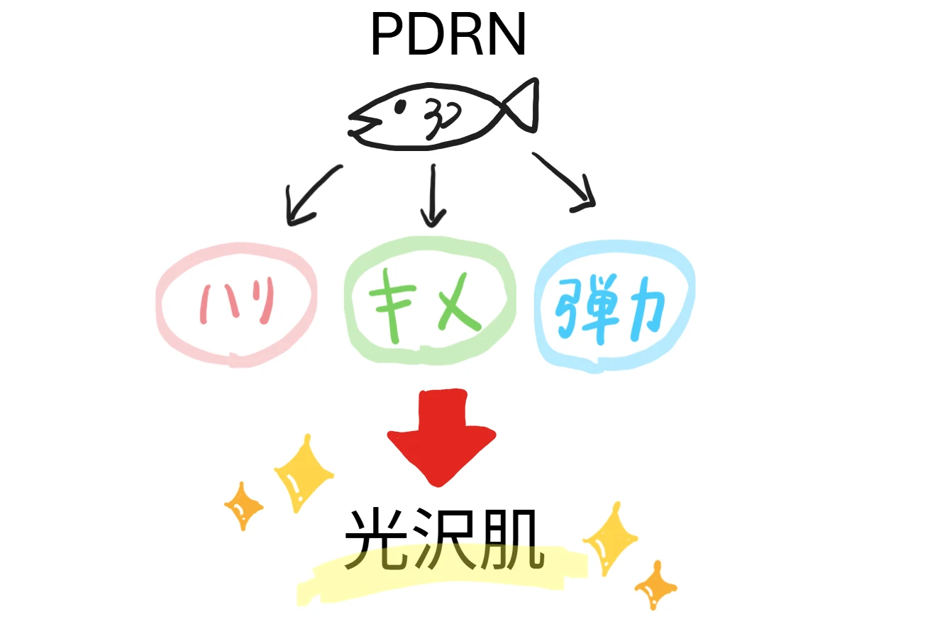 PDRNの効果を簡単に示した図(光沢肌への道筋)