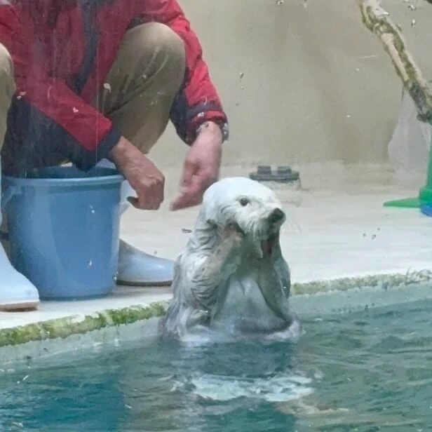 飛ばす意味 ラッコのメイちゃん