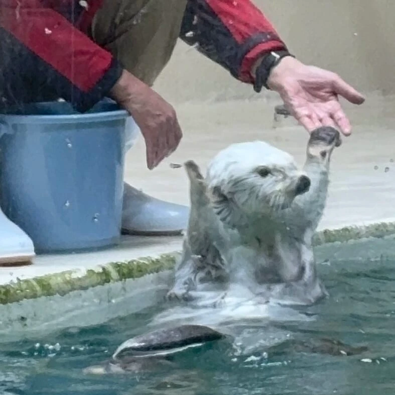 鳥羽水族館 ラッコのメイちゃん