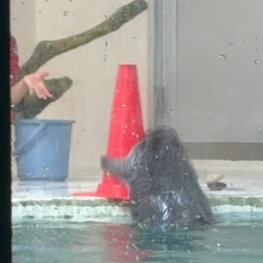 鳥羽水族館 ラッコのキラちゃん