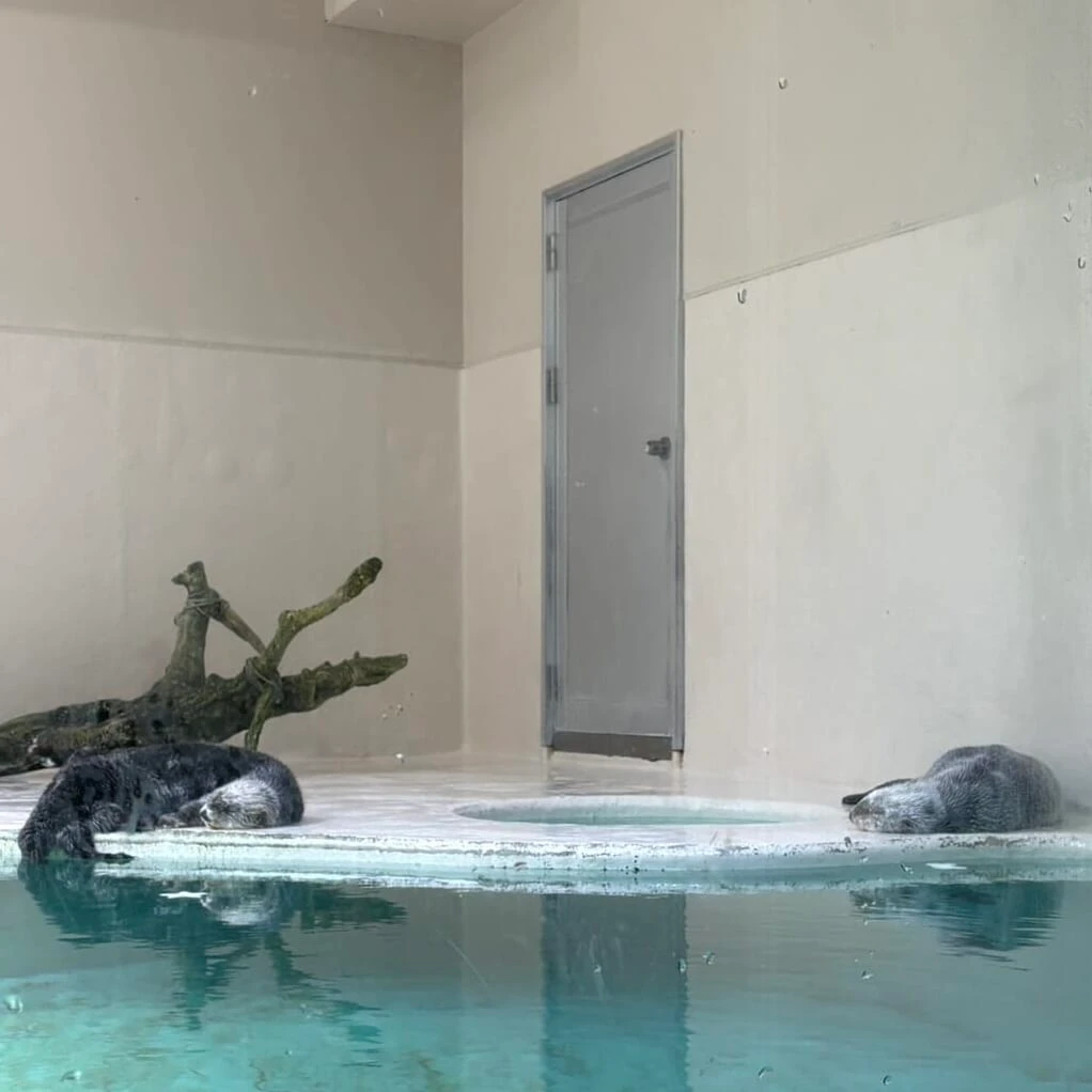 鳥羽水族館 ラッコ水槽で寝ているメイちゃんとキラちゃん