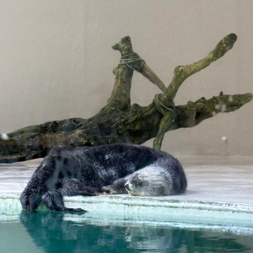 鳥羽水族館 寝るラッコのキラちゃん
