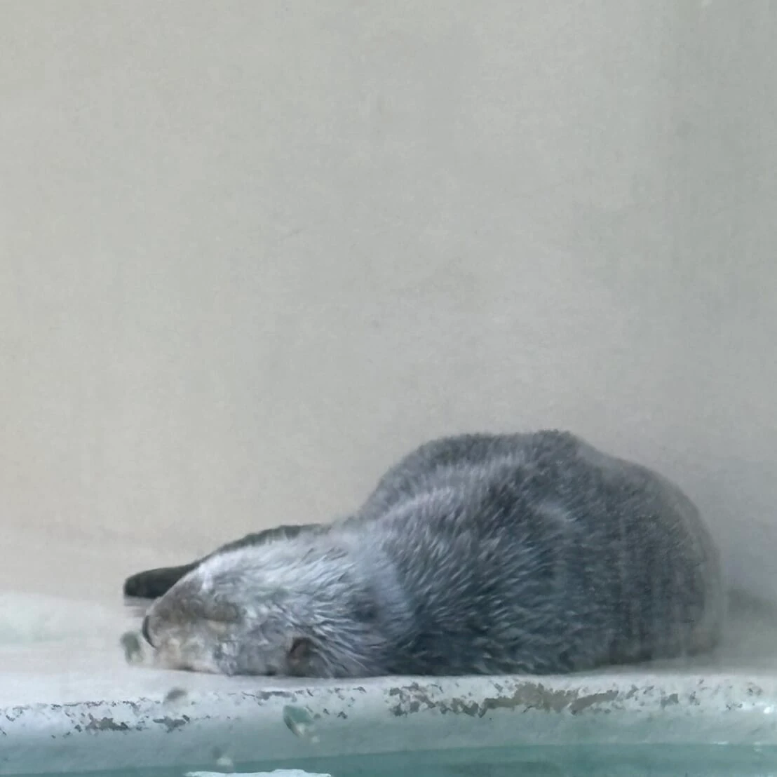 鳥羽水族館 寝るラッコのメイちゃん