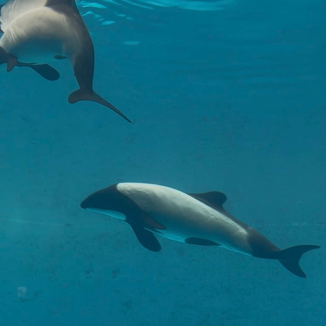 鳥羽水族館 イロワケイルカ