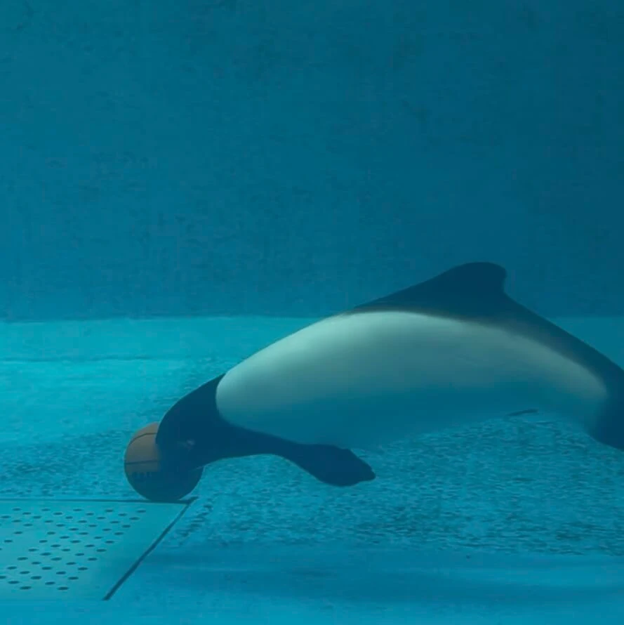 鳥羽水族館 イロワケイルカ