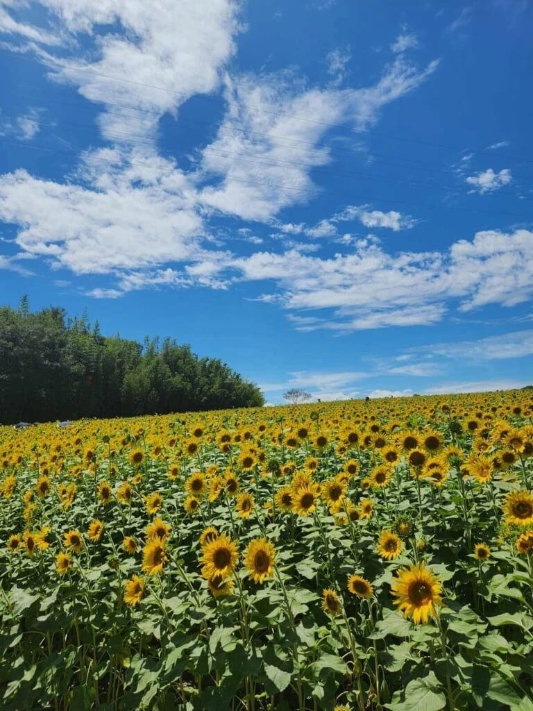 観光農園花ひろば　ひまわり畑