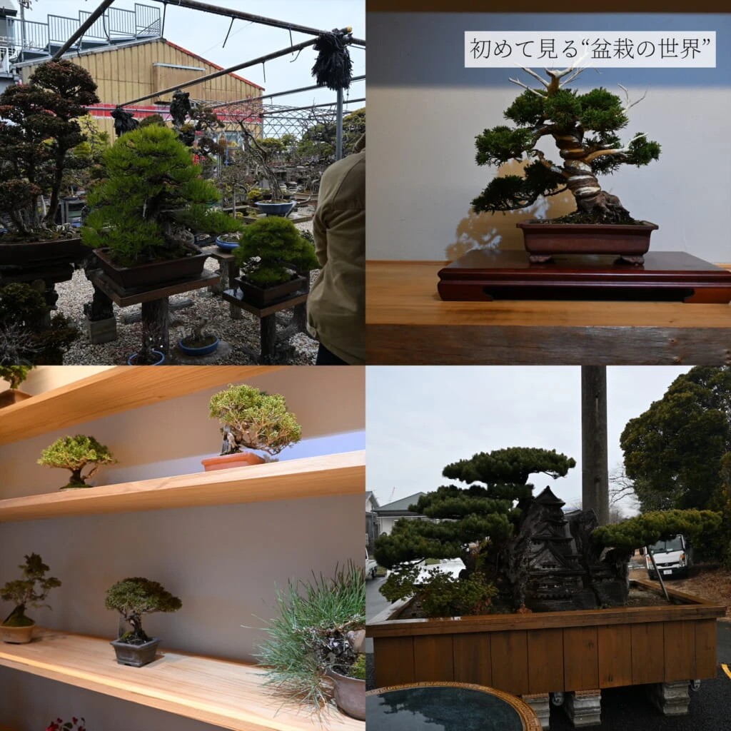 盆栽