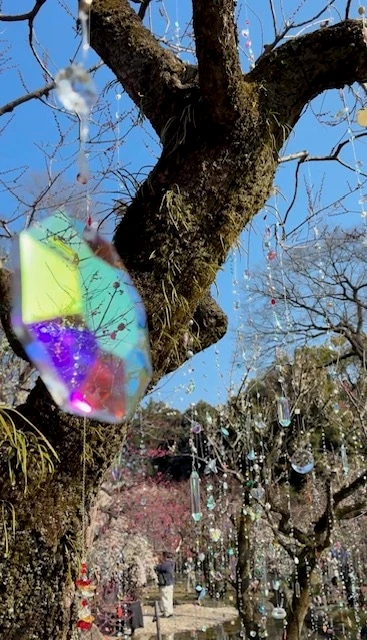 太陽の光に反射する梅の木