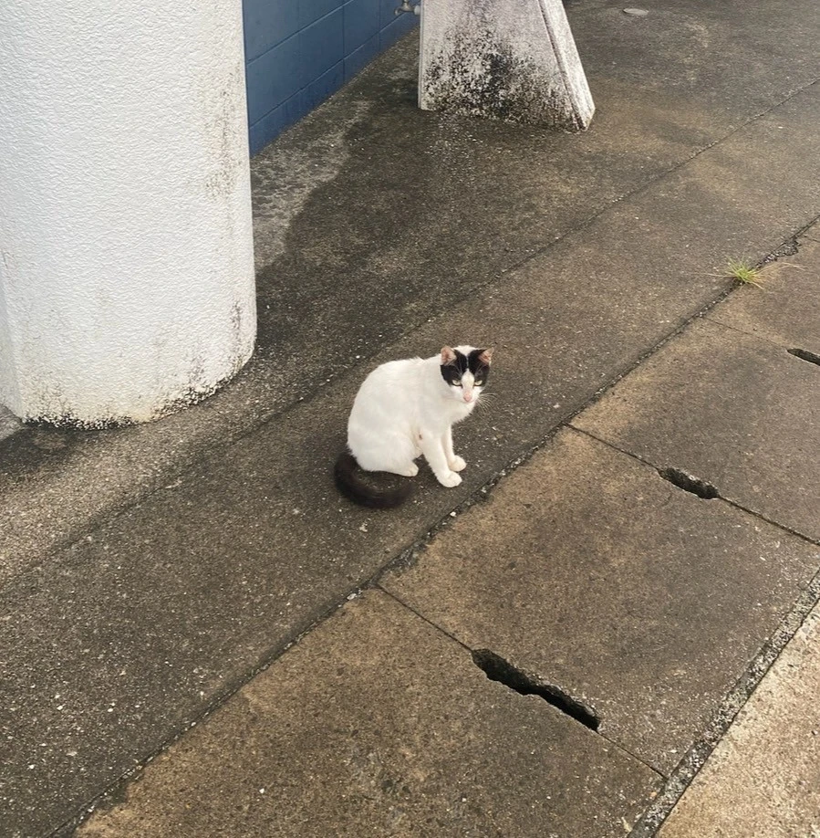 散歩中に会った猫