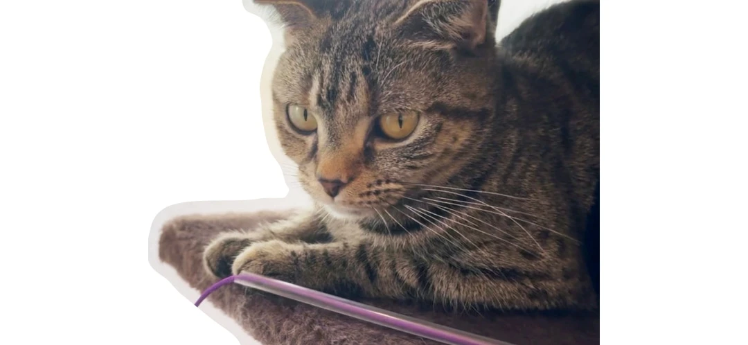 猫カフェでのんびり過ごす時間が息抜き(れいかさん・大学1年)