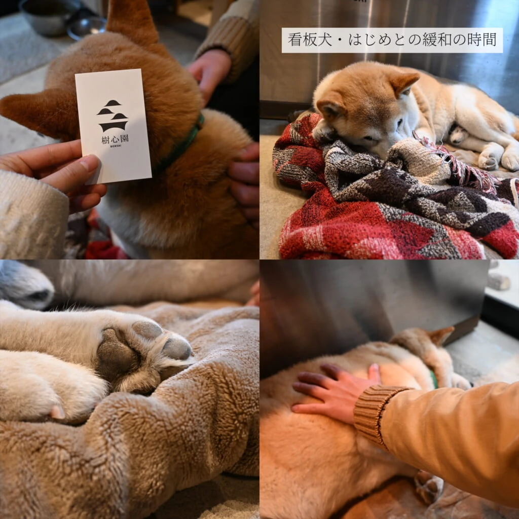 看板犬はじめ