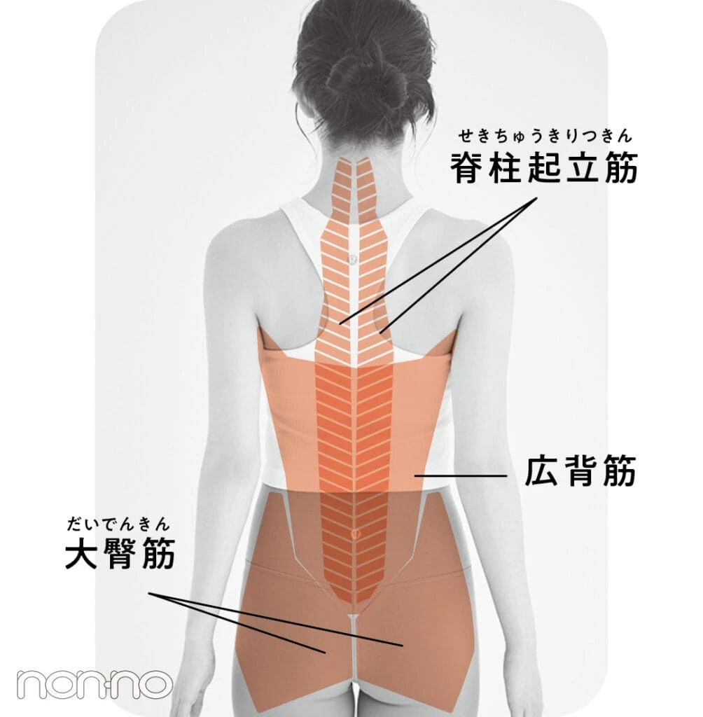 脊柱起⽴筋
広背筋
⼤臀筋