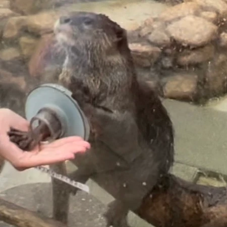 カワウソと握手している様子