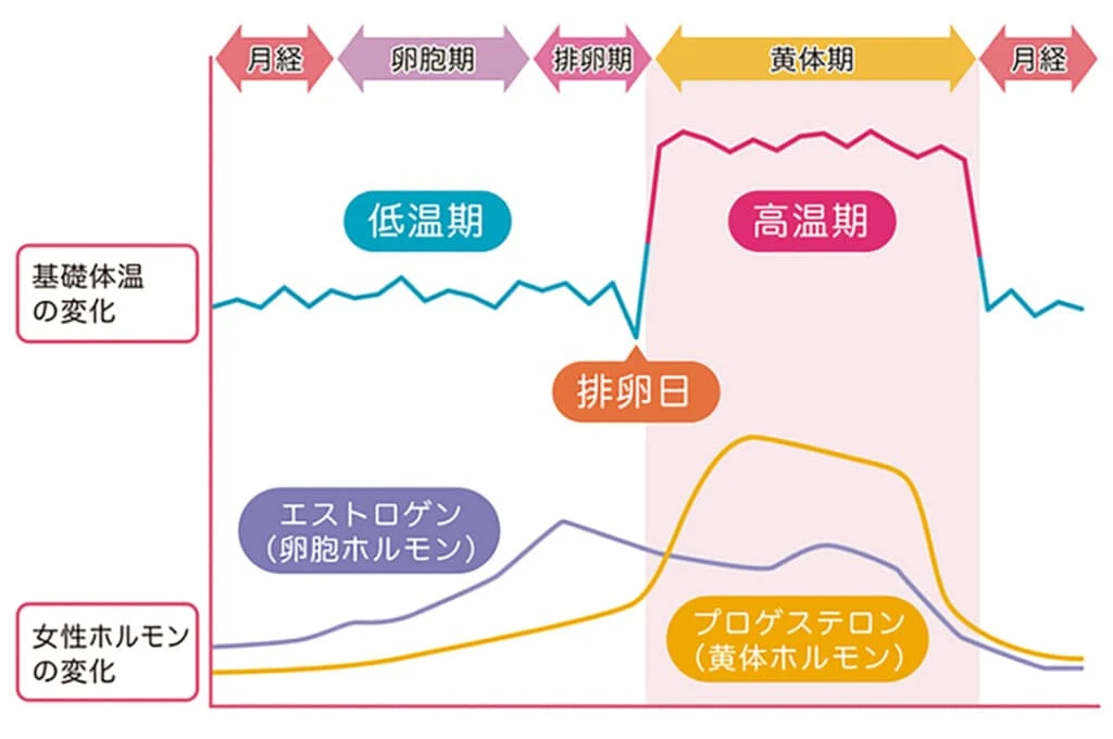 生理周期のグラフ　月経・卵胞期・排卵期・黄体期