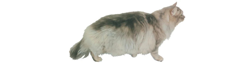 猫モデル・リリちゃん