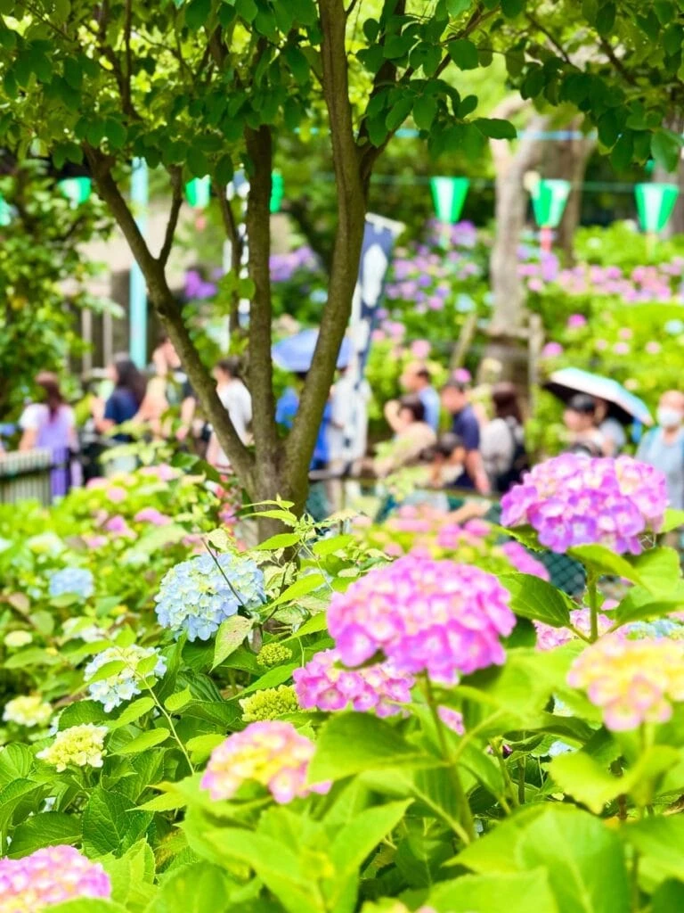 あじさい祭りの様子
色とりどりのあじさいと多くの人々