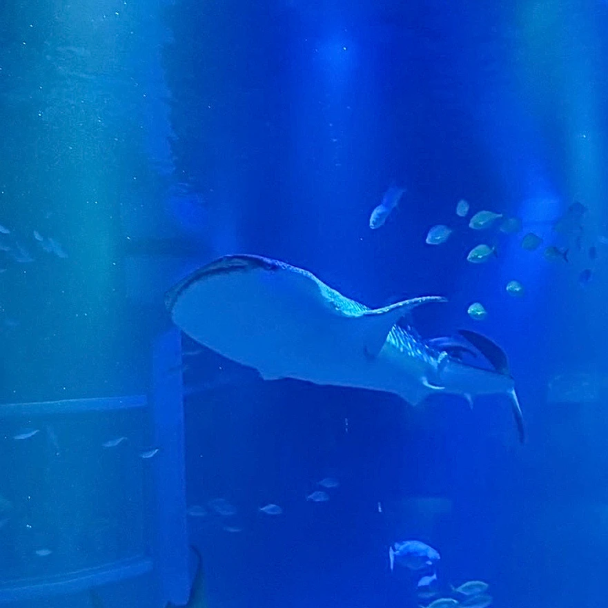 海遊館 ジンベエザメ 大水槽
