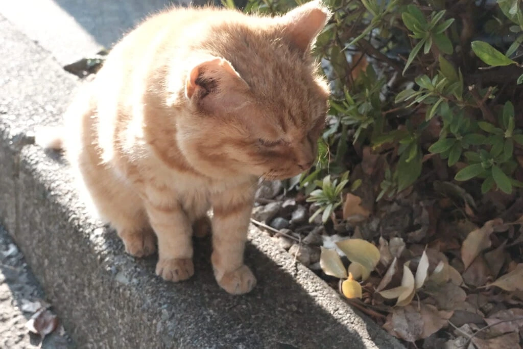 人懐っこい猫