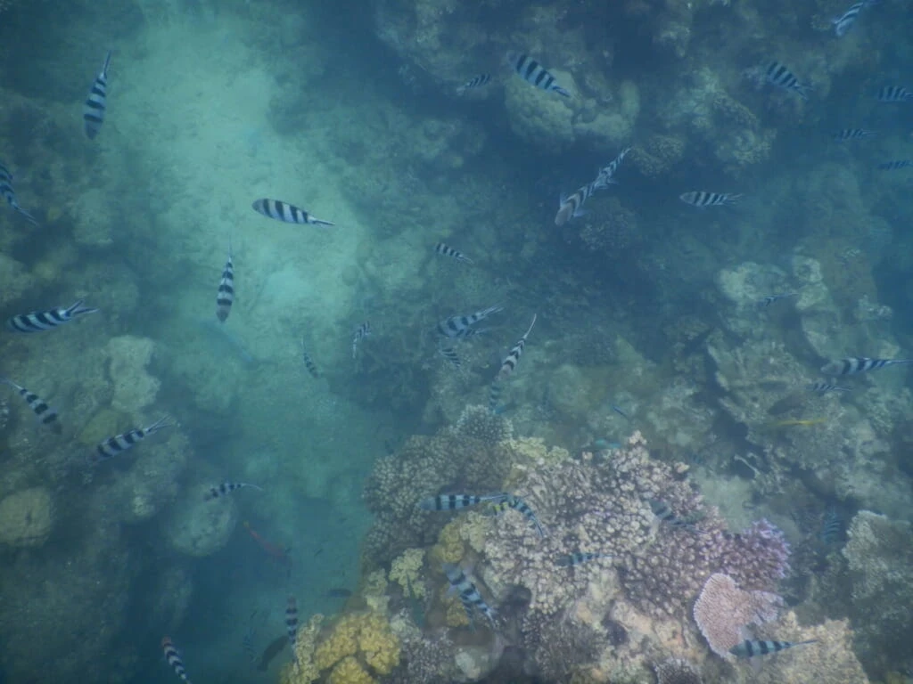 縞模様の小魚がたくさん泳いでいる海中の写真