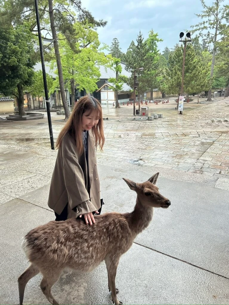 奈良の鹿
