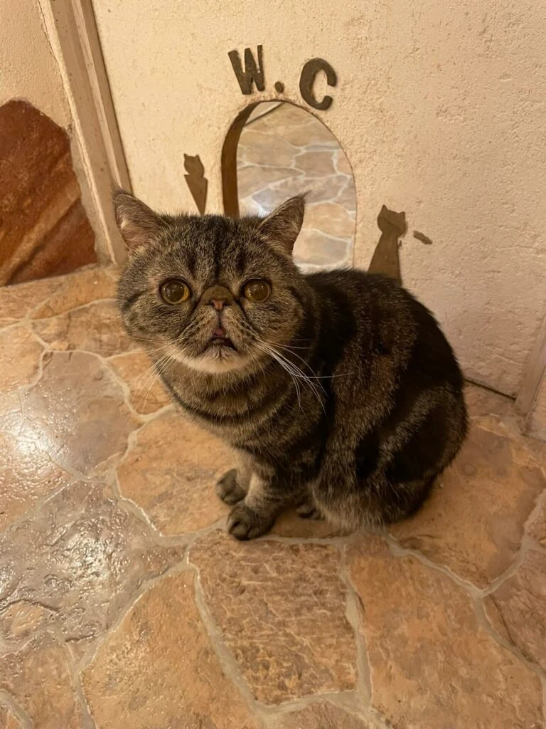ねこ