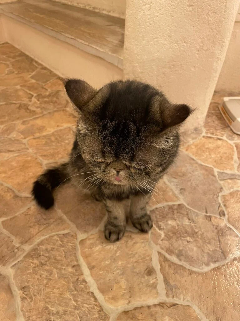 ねこ
